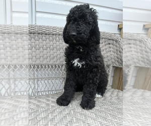 Bernedoodle Puppy for sale in BEDFORD, IN, USA