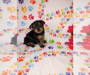 Yorkshire Terrier Puppy for Sale in LAPEER, Michigan USA