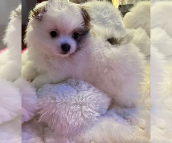Medium Photo #1 Pomeranian Puppy For Sale in LISLE, IL, USA