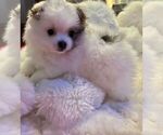 Small Photo #1 Pomeranian Puppy For Sale in LISLE, IL, USA