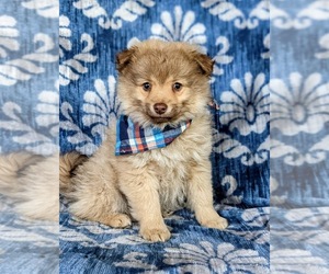 Pomeranian-Pomsky Mix Puppy for sale in LINCOLN UNIV, PA, USA