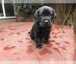 Small Photo #16 Labrador Retriever Puppy For Sale in TACOMA, WA, USA