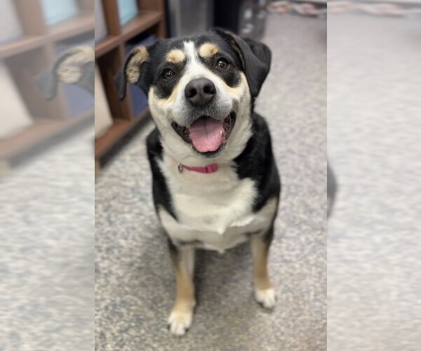 Medium Photo #4 Mutt Puppy For Sale in Bemidji, MN, USA