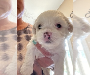 Shih Tzu Puppy for sale in MOCKSVILLE, NC, USA