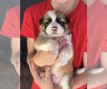 Small Australian Shepherd-Shih Tzu Mix