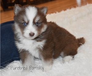 Pomsky Puppy for sale in KANSAS CITY, MO, USA