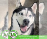 Small Siberian Husky