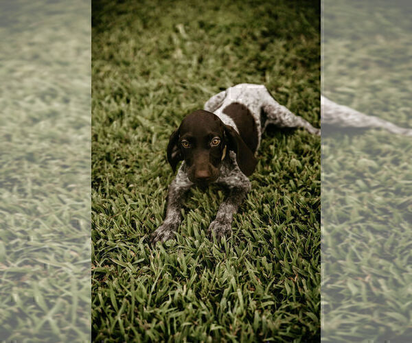 Medium Photo #6 German Shorthaired Pointer Puppy For Sale in GAINESVILLE, GA, USA
