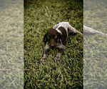 Small Photo #6 German Shorthaired Pointer Puppy For Sale in GAINESVILLE, GA, USA