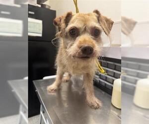 Cairn Terrier-Unknown Mix Dogs for adoption in Houston, TX, USA