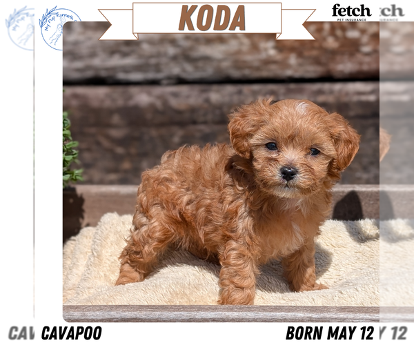Medium Photo #1 Cavapoo (Miniature) Puppy For Sale in GOSHEN, IN, USA