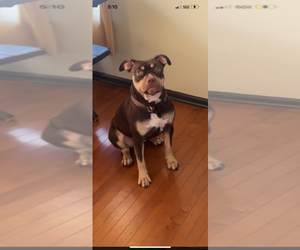 Mother of the American Bully puppies born on 03/19/2026