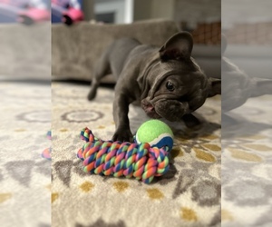 French Bulldog Puppy for sale in WEST HARTFORD, CT, USA