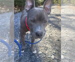 Small #13 Mutt