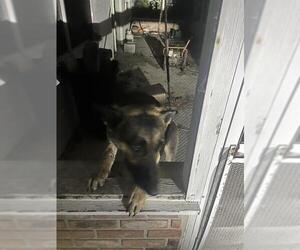 German Shepherd Dog Dogs for adoption in Palmetto, FL, USA