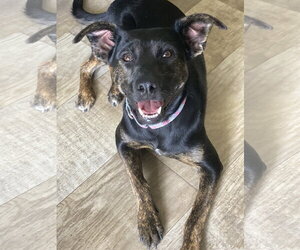 Mutt Dogs for adoption in San Diego, CA, USA