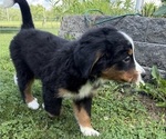 Small Photo #40 Bernese Mountain Dog Puppy For Sale in SPRINGFIELD, OH, USA