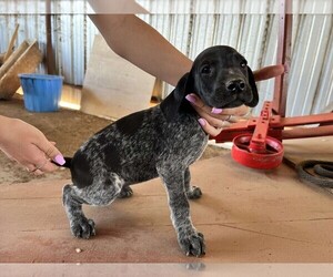 German Shorthaired Pointer Puppy for sale in OAKDALE, CA, USA