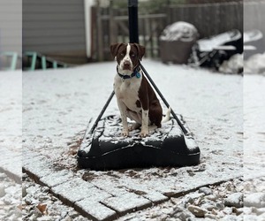 Beagle-Unknown Mix Dogs for adoption in Westwood, NJ, USA