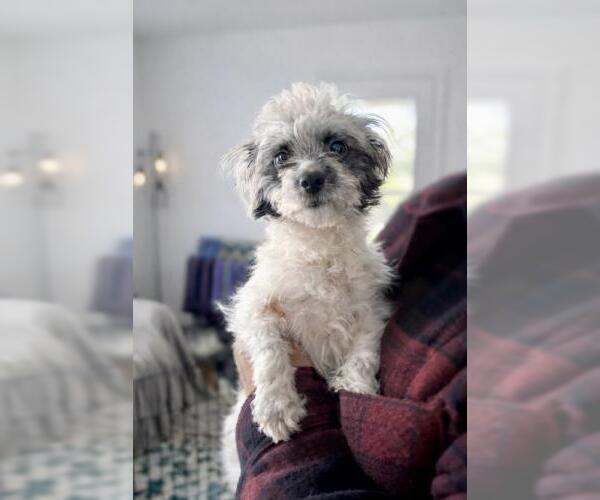 Medium Photo #1 Mutt Puppy For Sale in Oakley, CA, USA