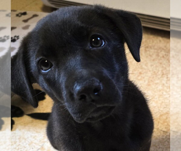 Medium Photo #2 German Shepherd Dog-Unknown Mix Puppy For Sale in Minneapolis, MN, USA