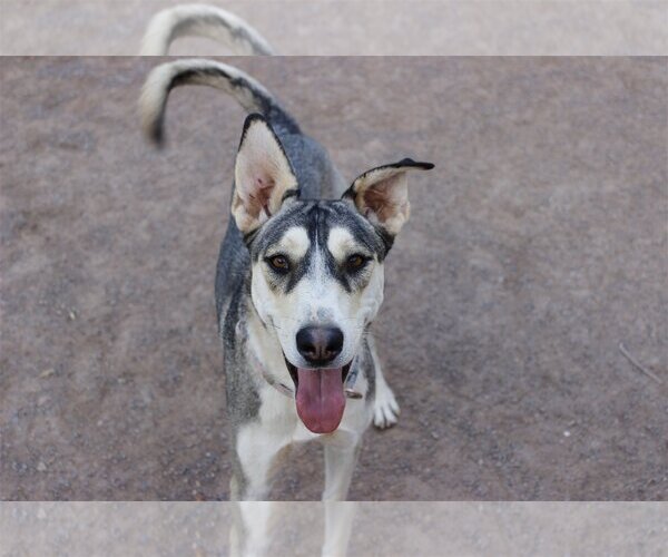 Medium Photo #2 Siberian Husky-Unknown Mix Puppy For Sale in Cedar Crest, NM, USA