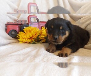 Rottweiler Puppy for sale in CASSVILLE, MO, USA