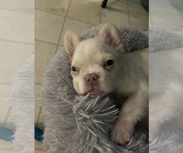 Medium Photo #4 French Bulldog Puppy For Sale in Fair Oaks, CA, USA