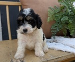 Small #4 Poovanese