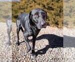 Small Photo #3 Labrador Retriever-Unknown Mix Puppy For Sale in Albuquerque, NM, USA