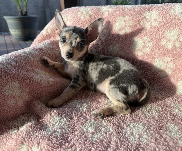 Medium Photo #1 Chihuahua Puppy For Sale in WEBSTER, FL, USA