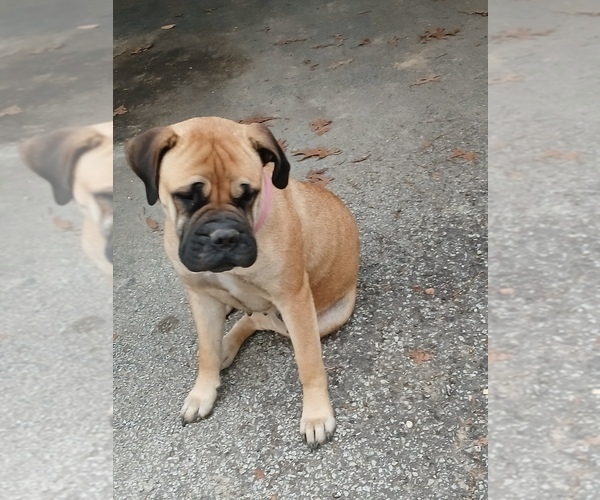 Medium Photo #21 Bullmastiff Puppy For Sale in CAMDEN, TN, USA