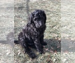 Small Photo #5 Goldendoodle Puppy For Sale in BELLEVUE, NE, USA