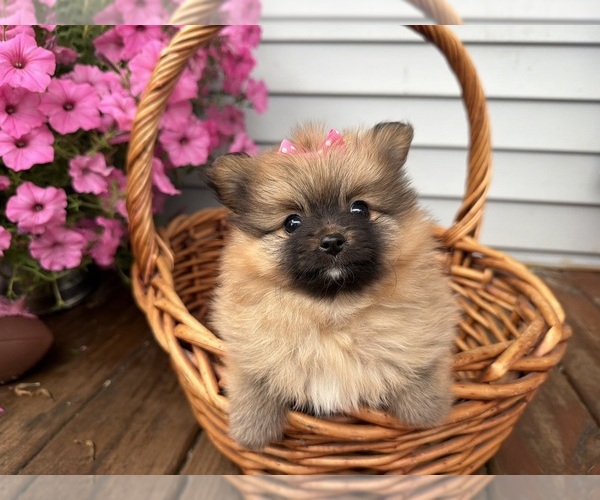 Medium Photo #4 Pomeranian Puppy For Sale in ATHENS, WI, USA