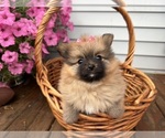 Small #3 Pomeranian