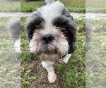 Small Photo #3 Shih Tzu Puppy For Sale in St. Louis Park, MN, USA