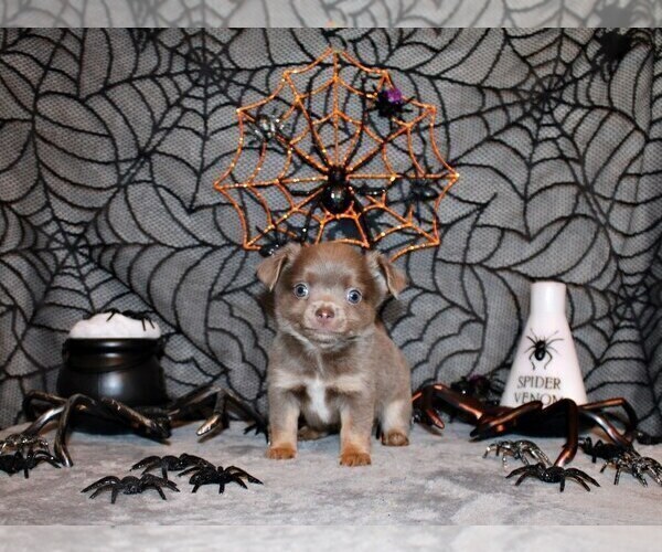 Medium Photo #3 Chihuahua Puppy For Sale in CHARLESTON, AR, USA