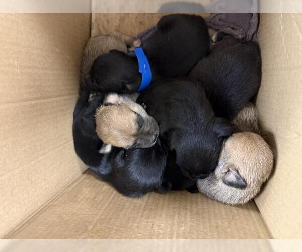 Medium Photo #1 Mutt Puppy For Sale in Riverside, CA, USA