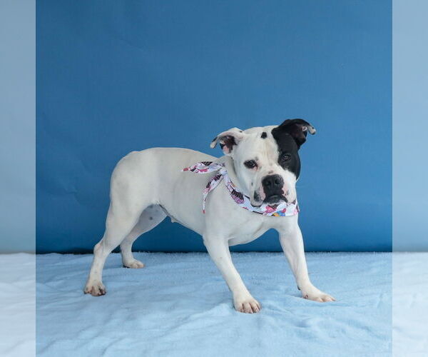 Medium Photo #2 Boxer-Staffordshire Bull Terrier Mix Puppy For Sale in Pasadena, CA, USA