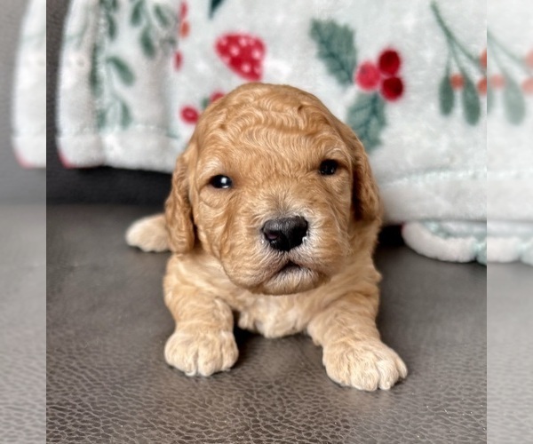 Medium Photo #6 Cavapoo (Miniature) Puppy For Sale in WAUSEON, OH, USA