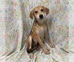 Small Labrador Retriever Mix