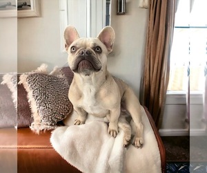 Mother of the French Bulldog puppies born on 04/14/2025