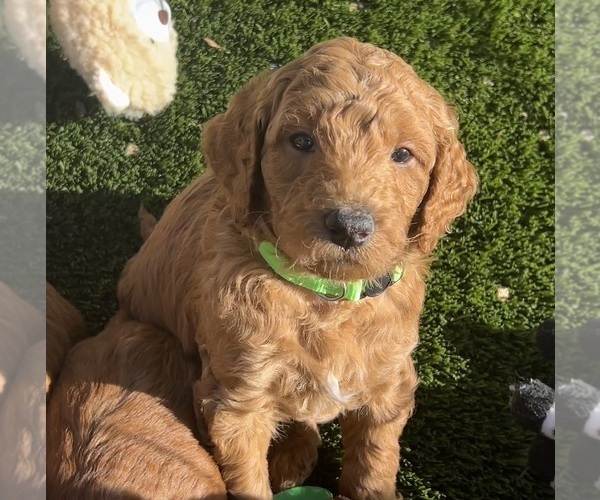 Medium Photo #1 Goldendoodle Puppy For Sale in OAKLAND, CA, USA