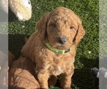 Small Photo #1 Goldendoodle Puppy For Sale in OAKLAND, CA, USA