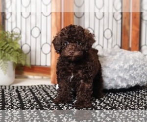 Poodle (Miniature) Puppy for sale in NAPLES, FL, USA