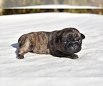 Small #3 Pug