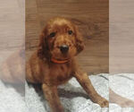 Small Photo #11 Irish Setter Puppy For Sale in KINGWOOD, TX, USA