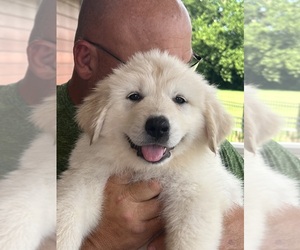 Great Pyrenees Puppy for sale in PECULIAR, MO, USA