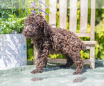 Puppy Parker Poodle (Standard)