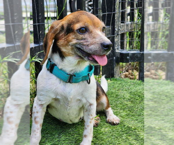 Medium Photo #1 Beagle Puppy For Sale in Fairfax, VA, USA